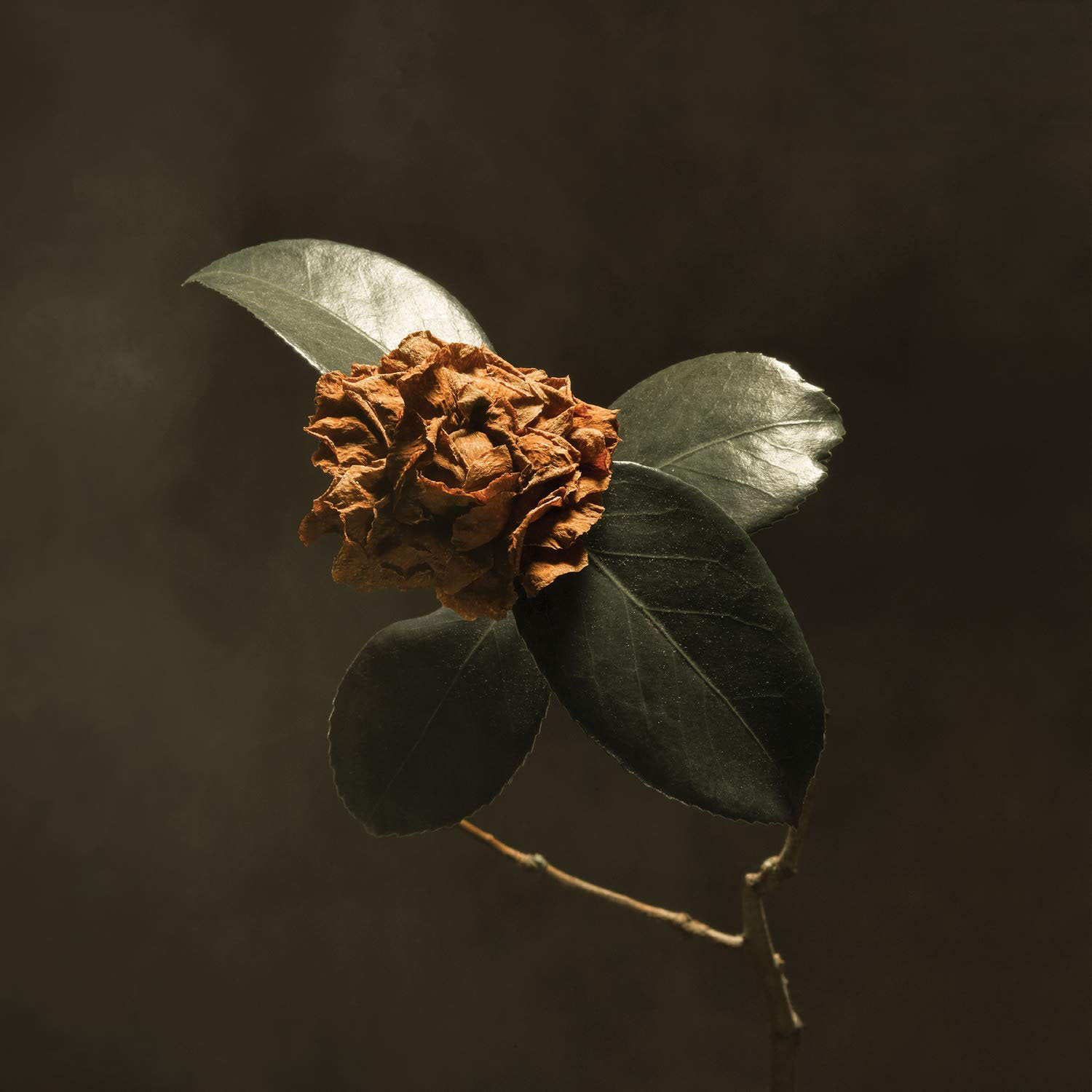 St Paul and the Broken Bones - Young, Sick Camellia - Album Cover